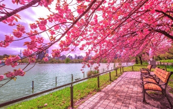 Pemandangan bunga sakura di Taman Ueno, Tokyo, tempat wisata populer di Jepang.
