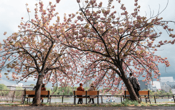 Pemandangan sakura di Taman Ueno, Tokyo.