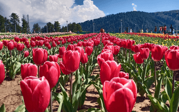 Pemandangan Tulip Garden Kashmir dengan bunga tulip warna-warni dan pegunungan Himalaya.