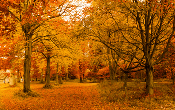 Pemandangan musim gugur Kashmir dengan daun oranye dan Danau Dal, disertai teks 'Itinerary 5 Hari 4 Malam Kashmir Autumn' untuk liburan keluarga.
