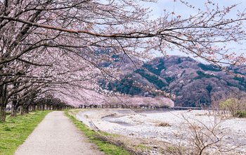 Pohon sakura bermekar di Taman Ueno, Tokyo