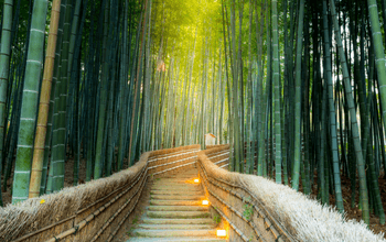 Hutan bambu Arashiyama yang memesona di Kyoto