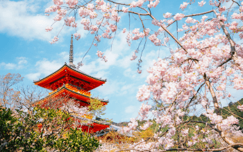 Sakura Kyoto