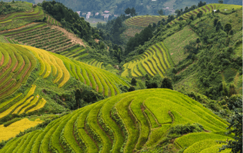 Sapa